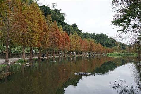 冬天欣賞桃園大溪月眉人工濕地生態公園內的落羽松 潔希生活點滴