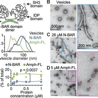 Amphiphysin Drives Membrane Fission While The N Bar Domain Stabilizes