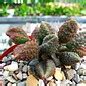 Adromischus Marianiae Fo Herrei Cv Coffee Bean Uhlig Kakteen Ber