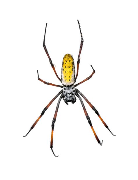 Premium Photo | Golden orb-web spider, nephila inaurata madagascariensis