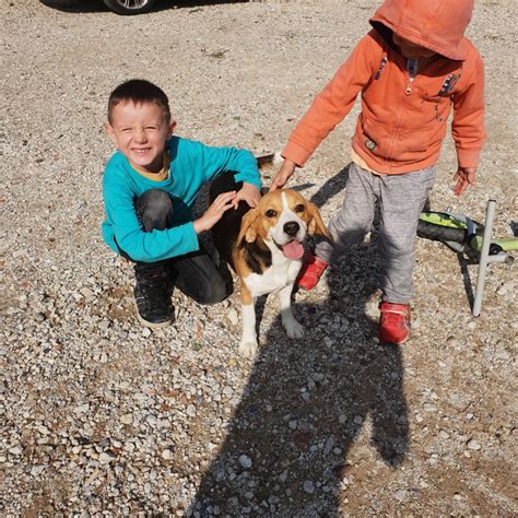 Elevage Du Royaume De Nati Eleveur De Chiens Berger Australien