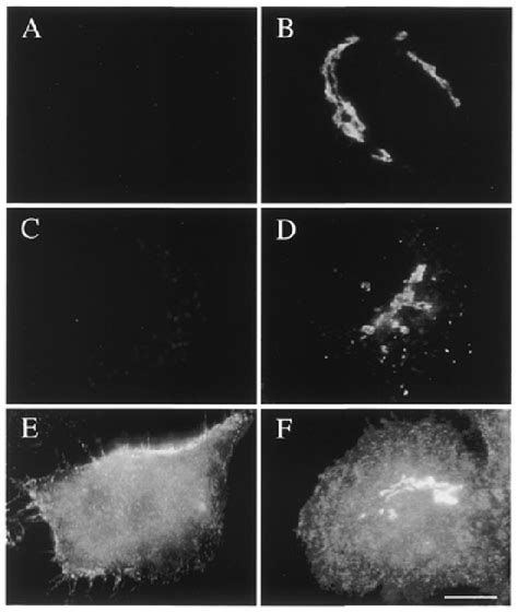 Effect Of Nh Cl And Bafilomycin A Treatment On Nagt I Localization