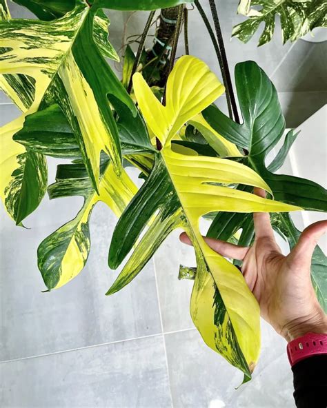 Florida Beauty Philodendron Stunning Growth