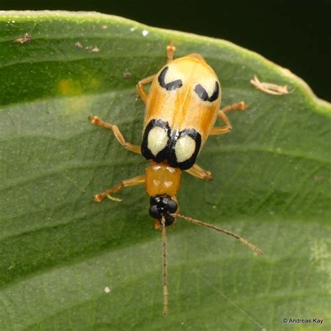 Pretty Leaf Beetle Diabrotica Sp Chrysomelidae Galeruc Flickr