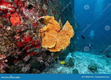 Giant Sea Fan With Coral Reef In Thailand Stock Image Image Of