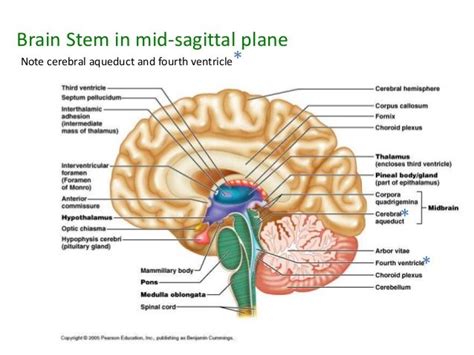 Intermediate Mass Of Thalamus - slidesharetrick