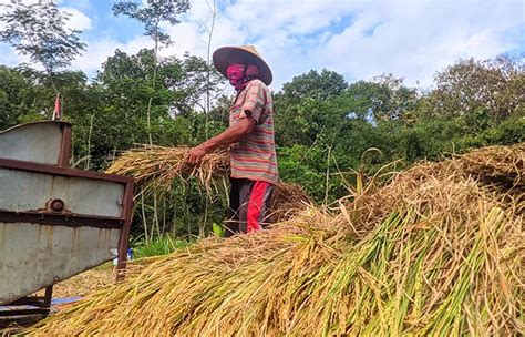 Kemarau Hektare Lahan Padi Terancam Gagal Panen Produksi Gabah