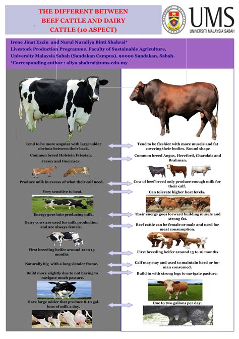 (PDF) THE DIFFERENT BETWEEN BEEF CATTLE AND DAIRY CATTLE (10 ASPECT)