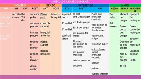 ANATOMIA MIOLOGIA DEL MIEMBRO SUPERIOR DEOL CUERPO HUMANO PPT