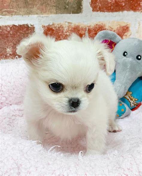 Teacup Chihuahua pupies for Adoption/Rehoming🐕🐾🐾 | Facebook