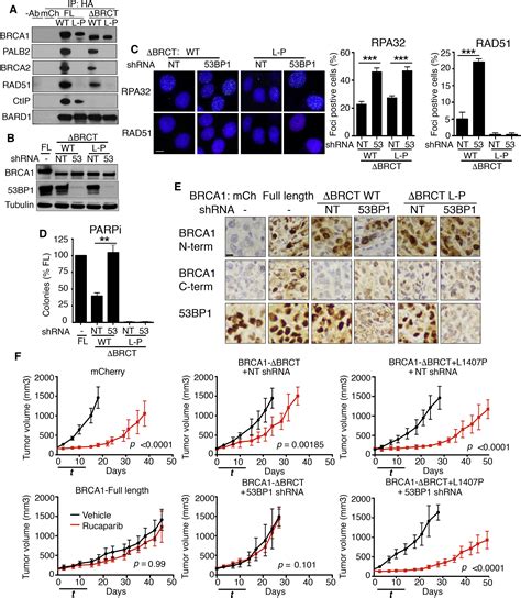 Brca Mutation Specific Responses To Bp Loss Induced Homologous