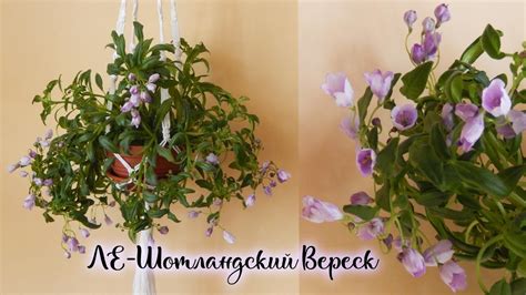 Цветение фиалки ЛЕ-Шотландский Вереск | Трейлерные фиалки после зимы ...