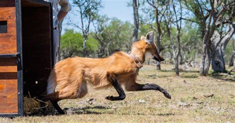 Lobo Guará órfão Volta à Natureza Depois De Um Ano E Meio Em Cativeiro