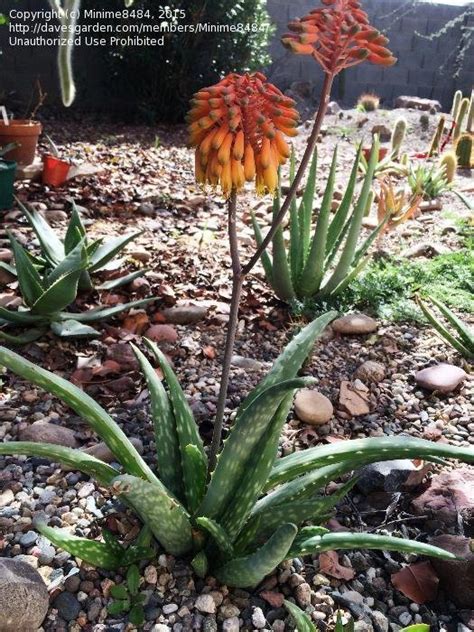 Plantfiles Pictures Aloe Species Aloe Sinkatana By Xenomorf