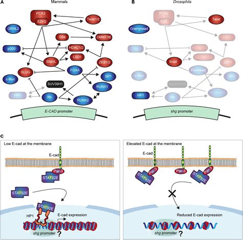 Frontiers Interactions And Feedbacks In E Cadherin Transcriptional