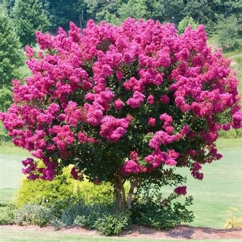 Najdluzej Kwitn Cy Krzew Wiata Lagerstroemia Pink