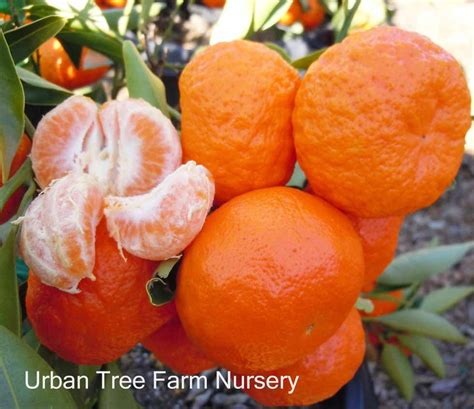 Citrus Mandarin Dancy Urban Tree Farm Nursery