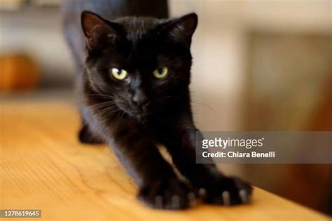 257 Black Cat Fall Leaves Stock Photos, High-Res Pictures, and Images ...