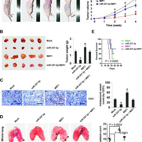 Mir 337 3p Suppresses The Growth Invasion And Angiogenesis Of Gastric