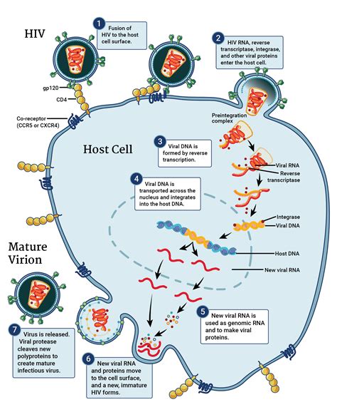 Hiv Disease Overview Hiv Model Documentation