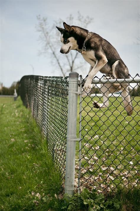 Dog Jumping Over An Outdoor Dog Park Fence Stock Photo Image Of