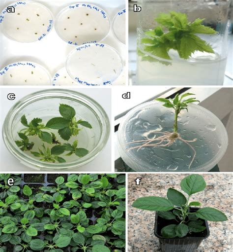 Complete Procedure For Micropropagation A Apple Shoot Tips