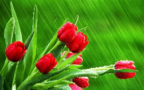 Wallpaper Flowers Nature Red Plants Rain Water Drops Blossom