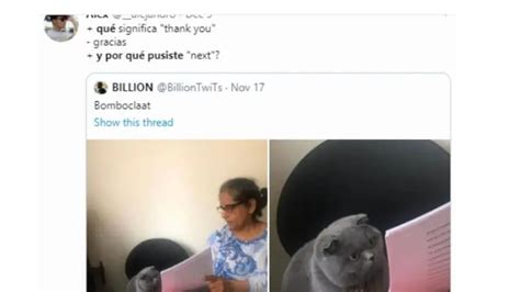 Los Mejores Memes Del Gato Regañado Por La Respuesta De Su Examen