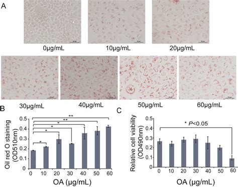 Oleic Acid Induced Cell Model Of Hepatocyte Steatosis A Lipid