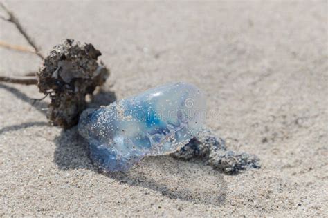 Blue bottle jellyfish stock photo. Image of bubble, glass - 108401750