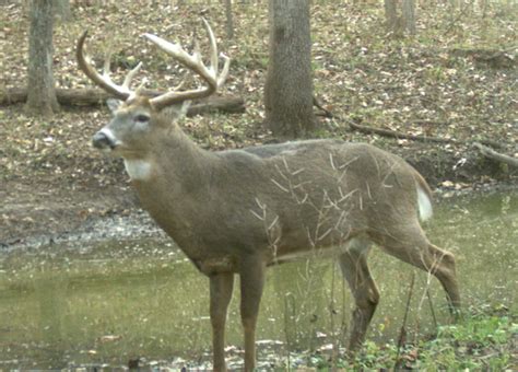 The Most Common Questions About CWD in Deer, and NDA’s Answers | National Deer Association