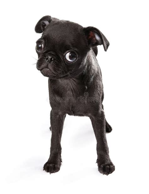 82+ Black pug Free Stock Photos - StockFreeImages