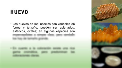 SOLUTION Morfolog A De Los Insectos Studypool