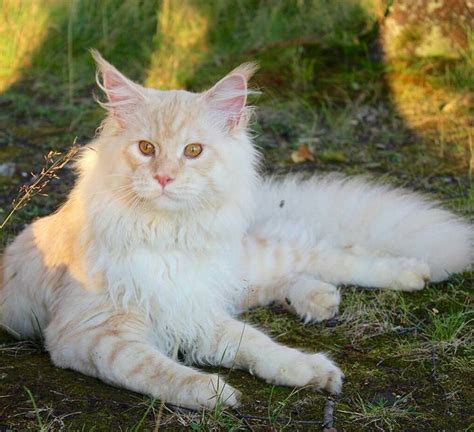 Pin On Maine Coon