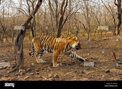 Tropical Deciduous Forest Animals