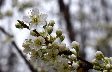 Free Images Nature Branch Blossom Fruit Leaf Flower Bloom Food