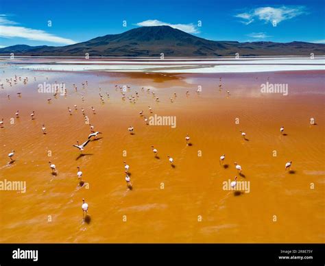 Aerial view of flamingos in the colorful Laguna Colorada in the remote ...