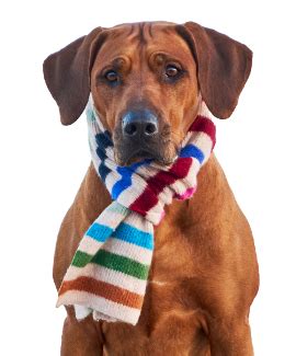 Hundeversicherung für Rhodesian Ridgeback