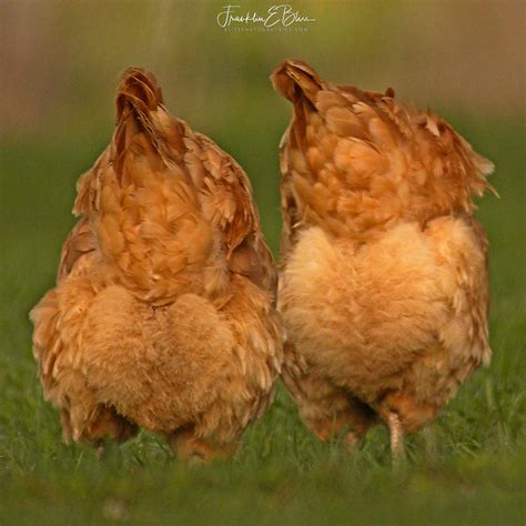 Chicken Butt Hearts - Bliss Photographics Birds