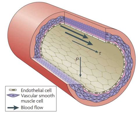 Vascular Muscle