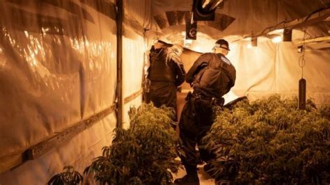 Three Arrested After More Than 5000 Cannabis Plants Found In Raid Bbc News