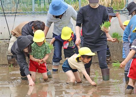 泥の感触に歓声 園児が田植え体験 龍澤寺こども園【一関】｜iwanichi Online 岩手日日新聞社