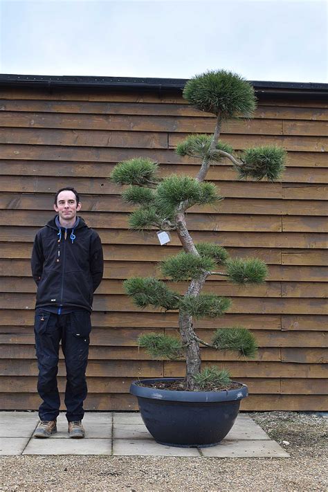 Pinus Nigra Bonsai No Olive Grove Oundle