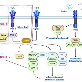 TNFR1 TNFR2 And RANK RANKL OPG Intracellular Signaling Pathways