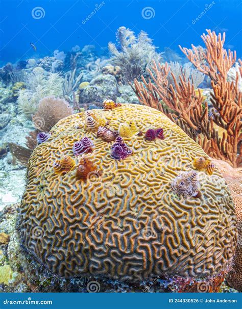 Caribbean Coral Garden Stock Photo Image Of Atlantic 244330526