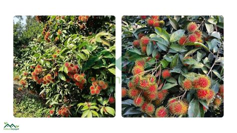 Top Jenis Rambutan Di Malaysia Paling Popular Kebun Sejagat