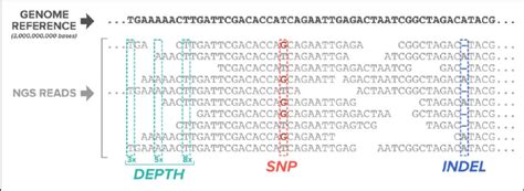 Next Generation Sequencing Reads Aligned To A Reference Genome