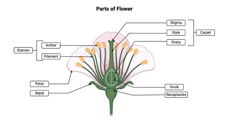 Structure Of Flower Parts Of A Flower With Diagram And Their