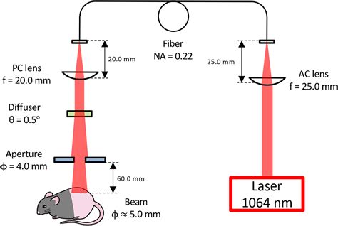 Brief Exposure Of Skin To Near Infrared Laser Augments Early Vaccine