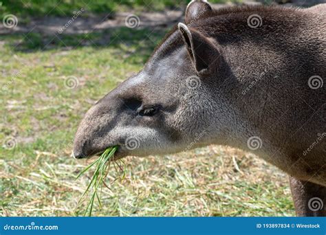 Brown Capybara Eating a Grass in Nature Stock Photo - Image of park ...